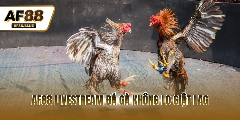 AF88 livestream đá gà không lo giật lag